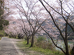 堀河ダムの桜